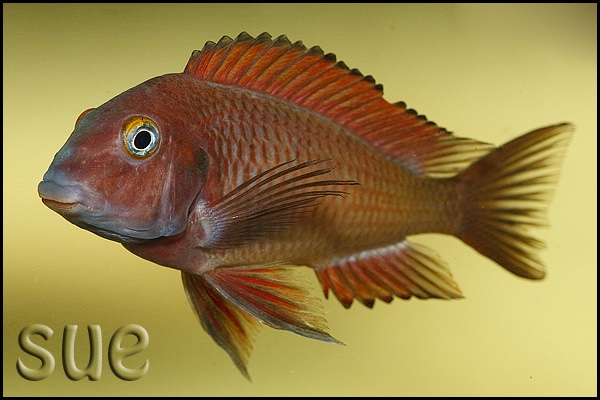 Tropheus sp. 'red' Chilanga